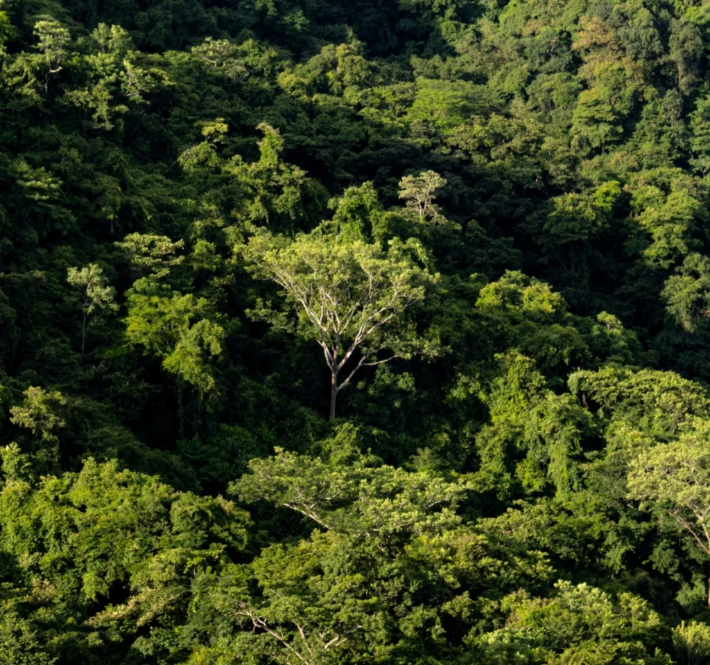 árboles medio ambiente